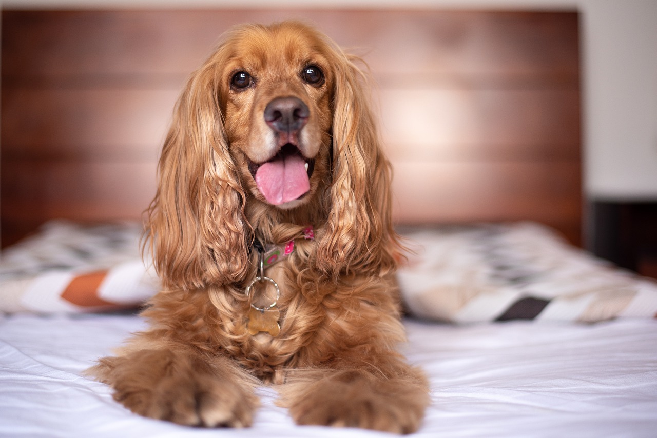 english cocker spaniel, dog, puppy